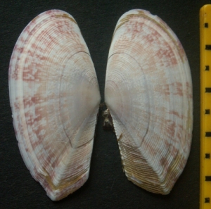 &copy; Thijs de Boer